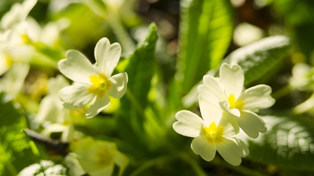 Blooming flowersの写真素材