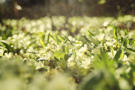 Blooming flowersの写真素材