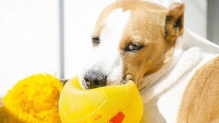 playful dogの写真素材