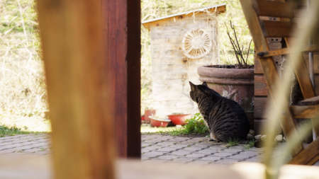 adorable kittenの写真素材