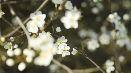blooming cherry treeの写真素材