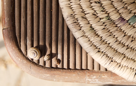snail at home