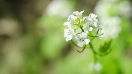 spring flowersの写真素材