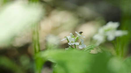 spring flowers