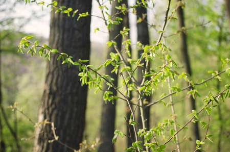 spring is hereの写真素材