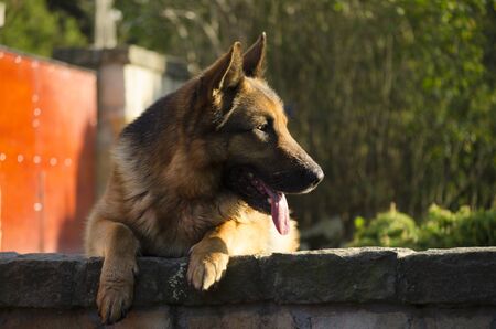 german shepherd has a good feeling