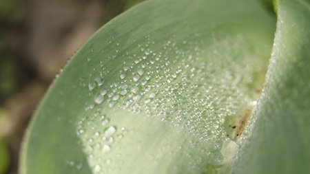 waterdrops on flowerの写真素材