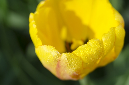 tulip in the gardenの写真素材