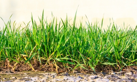 fresh green grass growing out of stone on a light backgroundの写真素材
