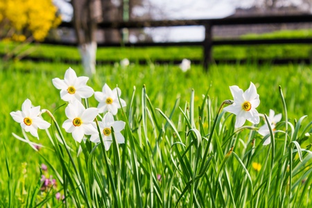 bush of white flowers of wild narcissus in green grassの写真素材