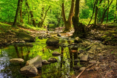 mountain stream making way through the rocks and roots in the old forestの写真素材