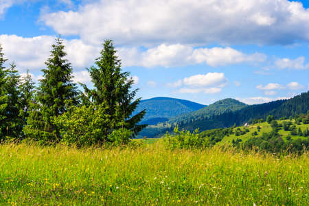 meadow with fir trees in the mountains in summer