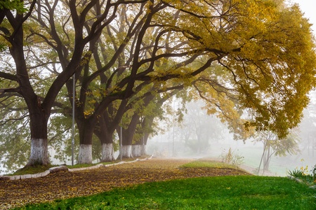 Autumn alley with trees in the fogの写真素材