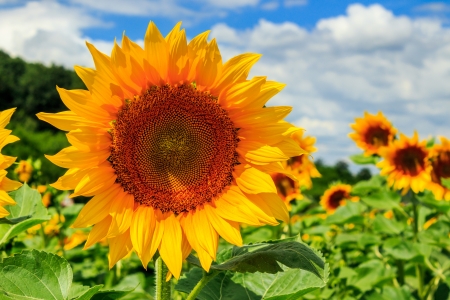 big yellow sunflower head in a field on a background of blue skyの写真素材