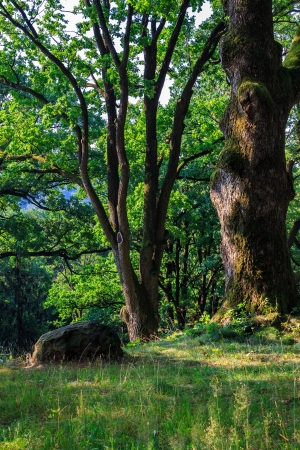 stone near a tree at the edge of the slope in the forest. verticalの写真素材
