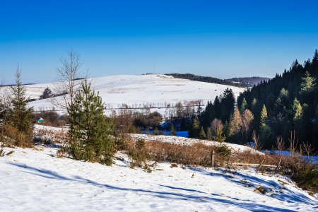winter landscape with snow-covered pine forest on the hillsideの写真素材