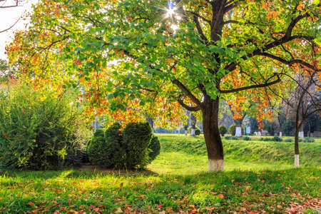 rays of the sun in the colorful leaves of trees in a city park in autumnの写真素材
