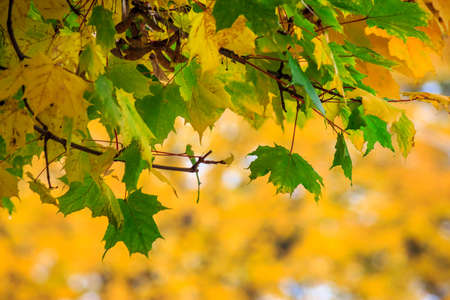 few green leaves on a tree on a background of yellow foliageの写真素材
