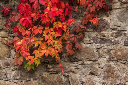 climbing plant with red leaves in autumn on the old stone wallの写真素材