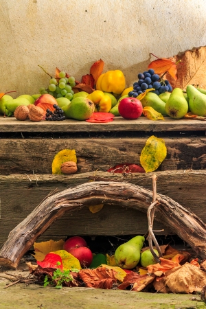 autumnal fruit still life with apples, pears, grapes, nuts in foliage  on board and vines backgroundの写真素材