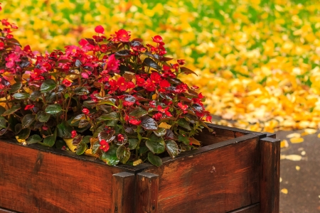 small decorative red flowers in a wooden box wet from the rain on a background of yellow fallen leaves in a green grassの写真素材