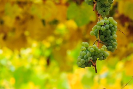 bunch of white grapes hanging on a vine in the vineyard abstract blurred backgroundの写真素材