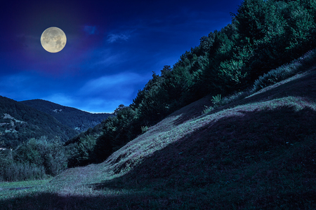 forest on a steep mountain slopeの写真素材