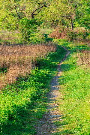 trail with lawn in the shade of trees of green forestの写真素材