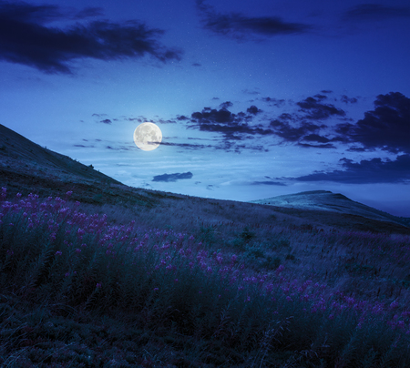 high wild grass and purple flowers at the top of the mountain at night in moon lightの写真素材