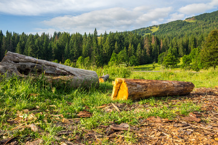 log of an old tree on a hillside near the pine forests in the mountainsの写真素材