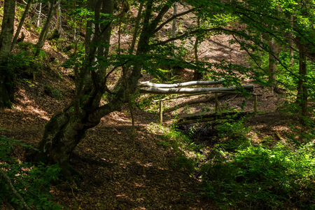 wide trail with a wooden fence near the lawn in the shade of pine trees of green forestの写真素材