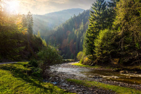 forest river with stones among the mountains in sunlightの写真素材