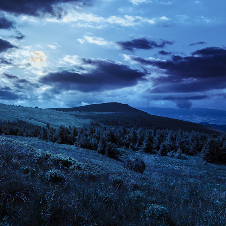 mountain range with pine forest on hillside at night in full moon lightの写真素材