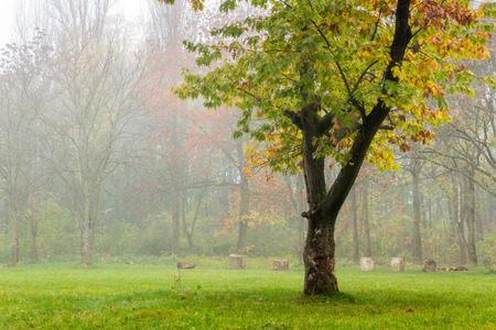 lonely oak on clearing in front of forest and stumps in autumn fog