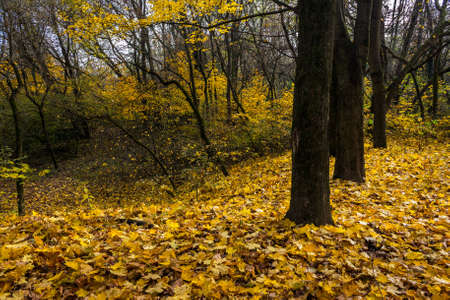 trees with foliage in autumn forestの写真素材