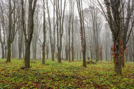red foliage of ivy on trees in foggy forestの写真素材