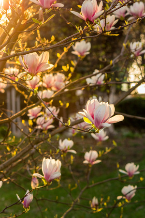 magnolia flowers close up on a blur green grass and leaves backlit background at sunsetの写真素材