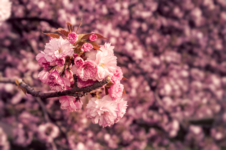 marsala toned delicate pink flowers blossomed Japanese cherry treesの写真素材