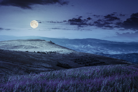 landscape with high wild grass and purple flowers on the hill in  high mountain at night in full moon lightの写真素材