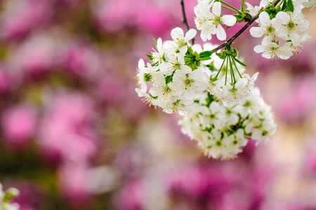 twig with white flowers of apple tree on a blurred background of pink leavesの写真素材