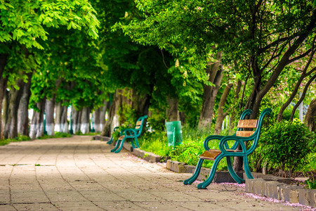 area of ??the old city park with  bench under the chestnut tree