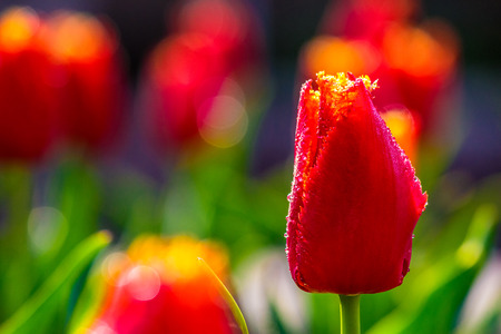 red tulip on blurred background of green garden bokeh