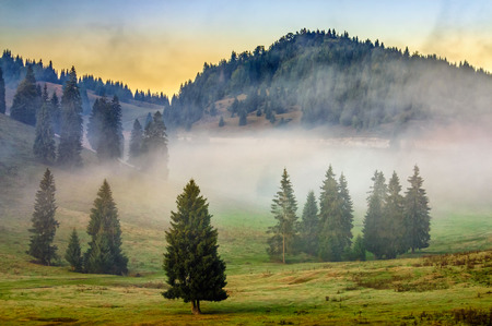 cold morning fog with hot sunrise in conifer forest in  mountains of Romaniaの写真素材