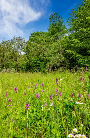 landscape with high wild grass and purple flowers near the forestの写真素材