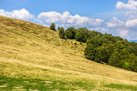 early autumn landscape. Trees around the hill side meadow and a mountain ridge in the distanceの写真素材