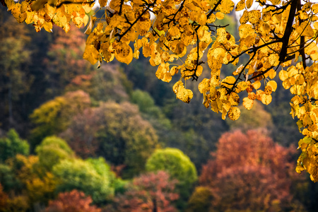 tree branch with yellow and orange foliage in autumn forest on sunny dayの写真素材