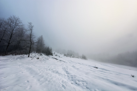 morning fog in spruce forest on a snowy meadow in winter sunriseの写真素材