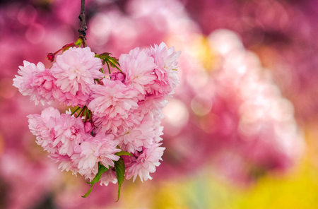 pink flowers on the branches of Japanese sakura blossomed  in spring gardenの写真素材