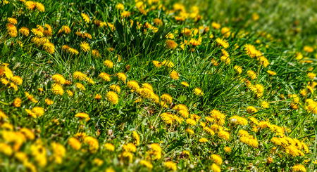 field with yellow dandelions closeup shoot with shallow depth of fieldの写真素材
