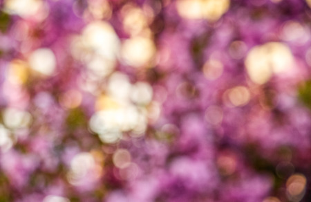 Beautiful springtime blur background. Abstract sakura flowers blossom in garden の写真素材